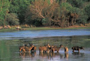 Cute deer taking a bath ranthambore national park safari