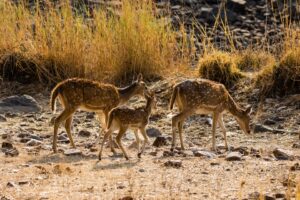 Deer in ranthambore national park