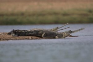 National-Chambal-Sanctuary chambal-safari