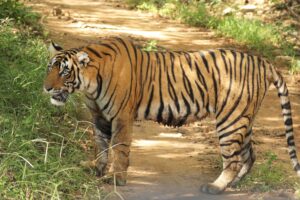 Ranthambore National Park tiger