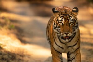 Ranthambore National Park tiger walking image 1