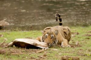 Tiger eating a tortoise fight in Ranthambore -Tiger attack on a tortoise