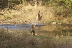 Tiger trying to hunt a Deer in ranthambore national park safari