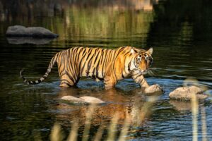 Tiger walking in water towards the camera