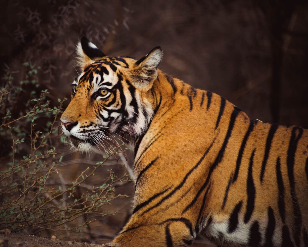 best tiger pose ranthambore national park safari