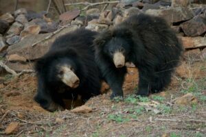 ranthambore national park bear walking and fun