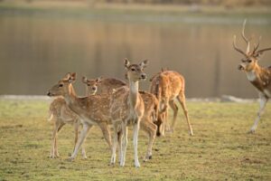 ranthambore national park safari Forest Deer Pictures