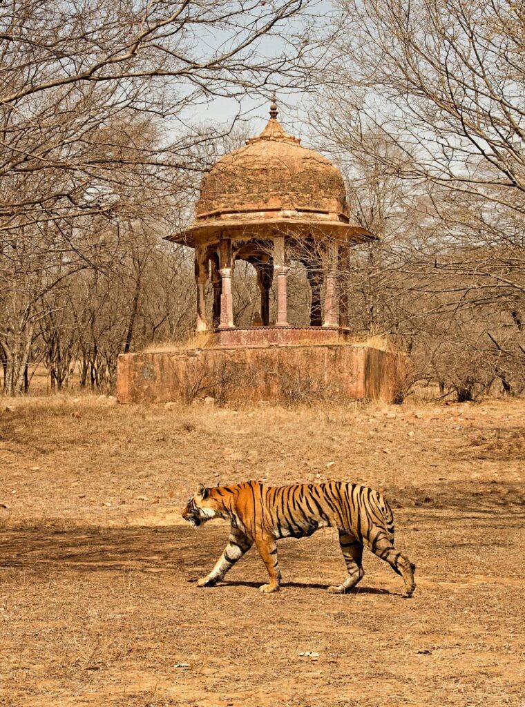 ranthambore national park safari