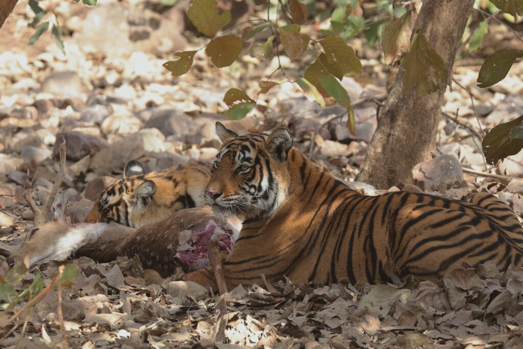 tiger eating a deer ranthambore national park safari