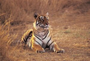 tiger sitting pose